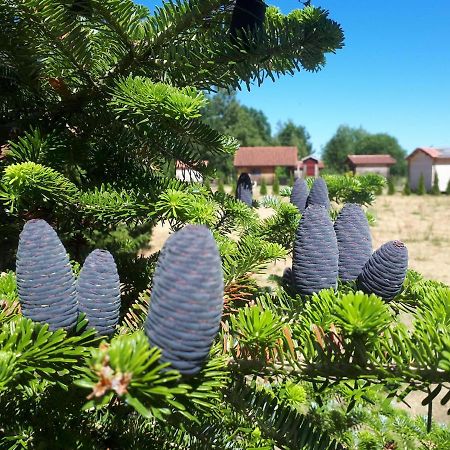 Paeevatalu Camping Ξενοδοχείο Vilusi Εξωτερικό φωτογραφία