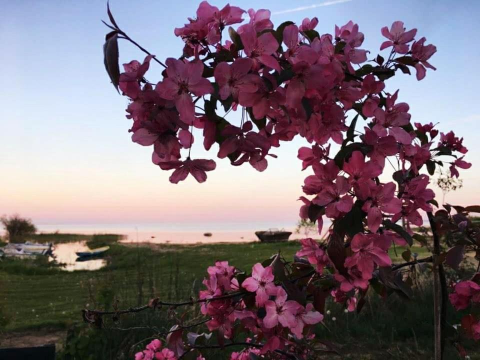 Paeevatalu Camping Ξενοδοχείο Vilusi Εξωτερικό φωτογραφία