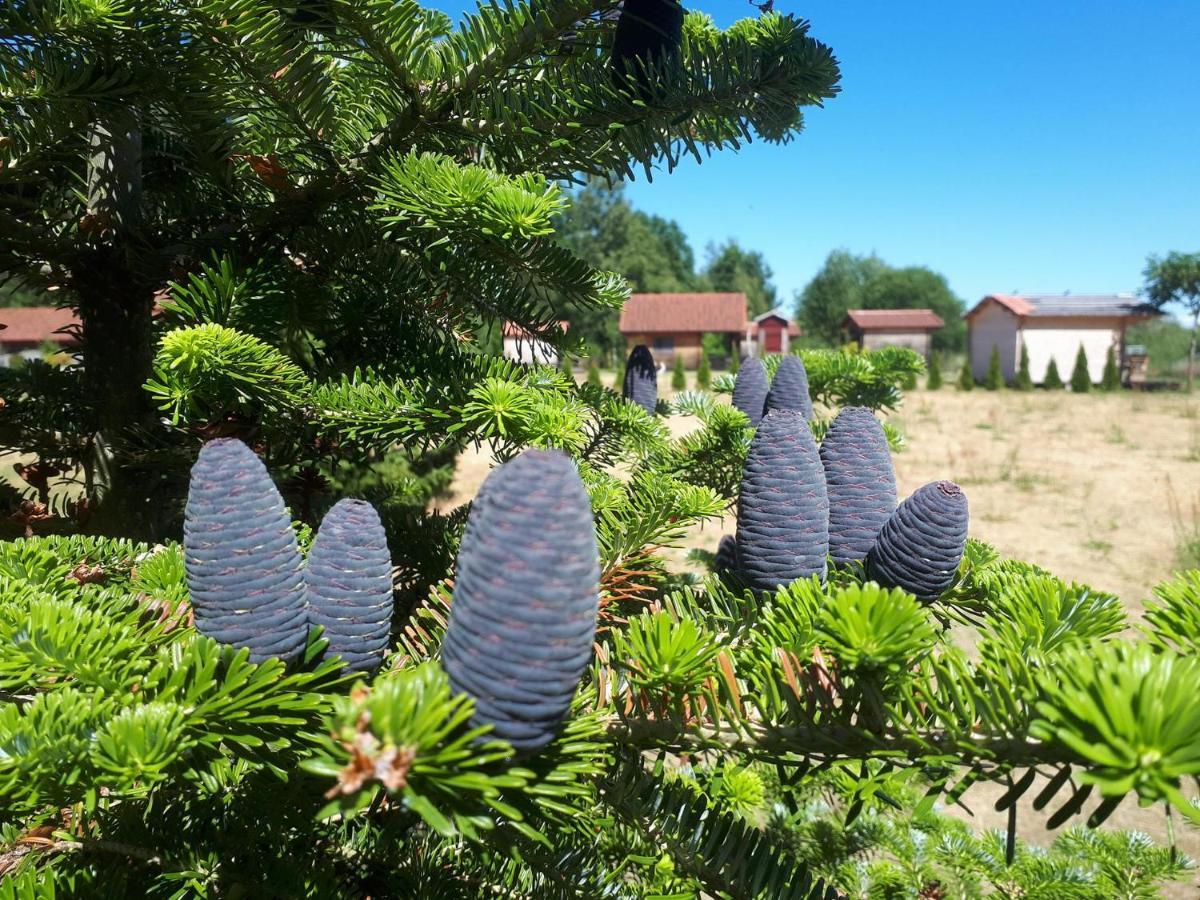 Paeevatalu Camping Ξενοδοχείο Vilusi Εξωτερικό φωτογραφία